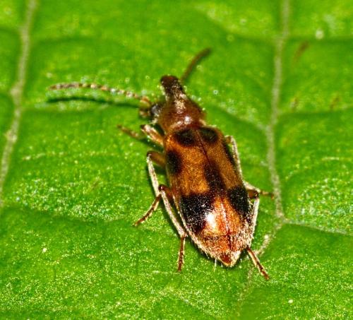 Notoxus sp.